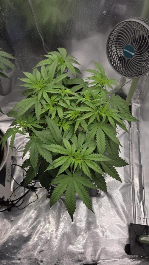 Kannabia Candy Cream Go Fast. Week 5 - Tag 42
Blütetag 6