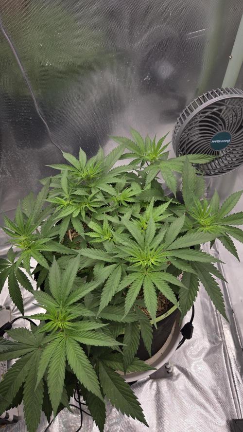 Kannabia Candy Cream Go Fast. Week 6 - Tag 43
Blütetag 7