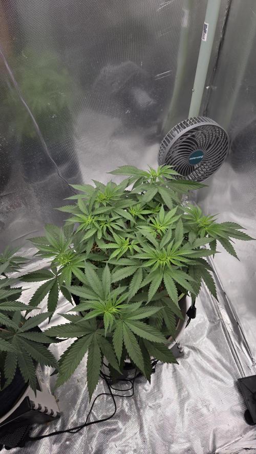 Kannabia Candy Cream Go Fast. Week 6 - Tag 44
Blütetag 8