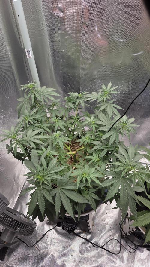 Kannabia Sunset Sherbet Go Fast. Week 7 - Tag 54
Blütetag 18