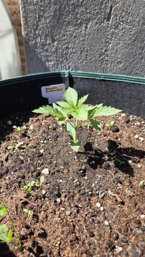 Kannabias Karibbean Mango. Week 2 - Tag 18