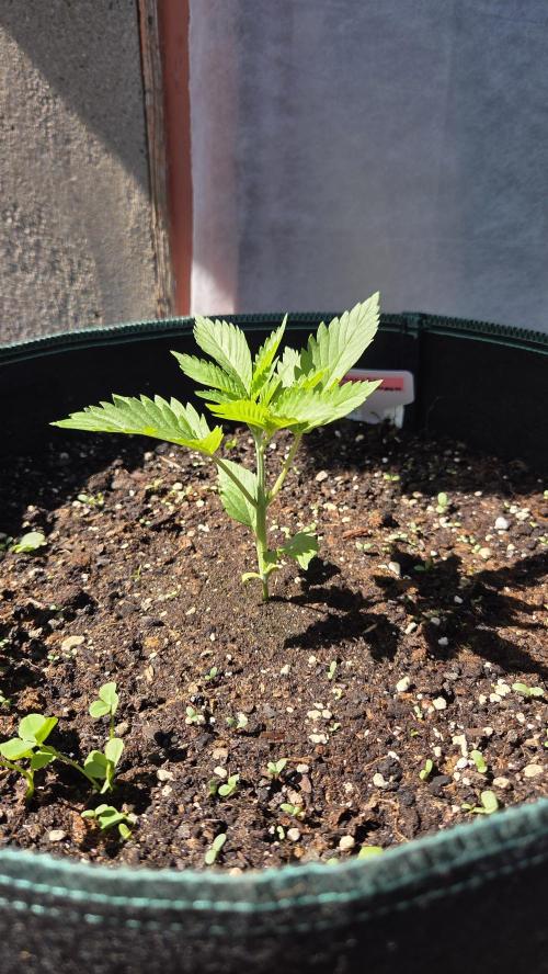 Kannabias Cherry Dream. Week 2 - Tag 18