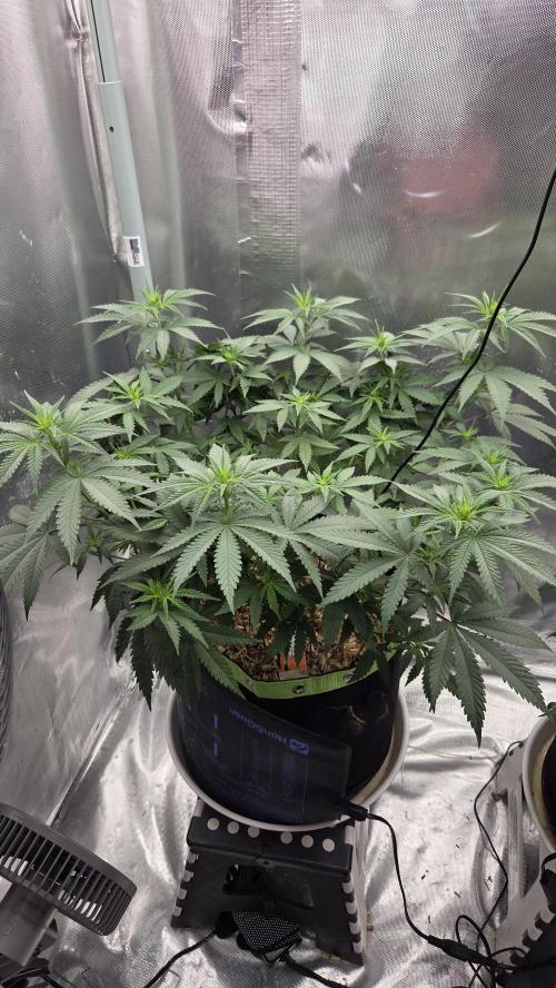 Kannabia Sunset Sherbet Go Fast. Week 7 - Tag 55
Blütetag 19