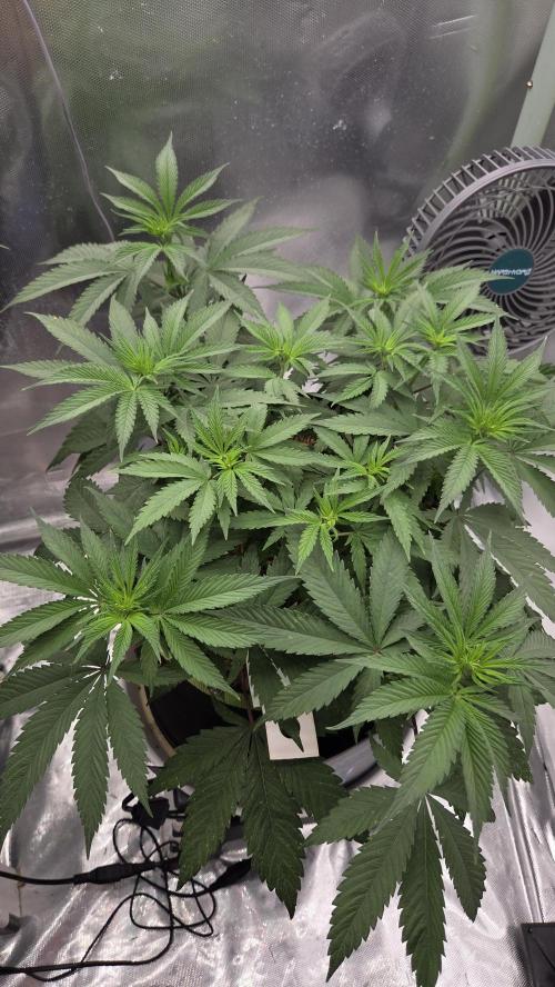 Kannabia Candy Cream Go Fast. Week 6 - Tag 45
Blütetag 9
