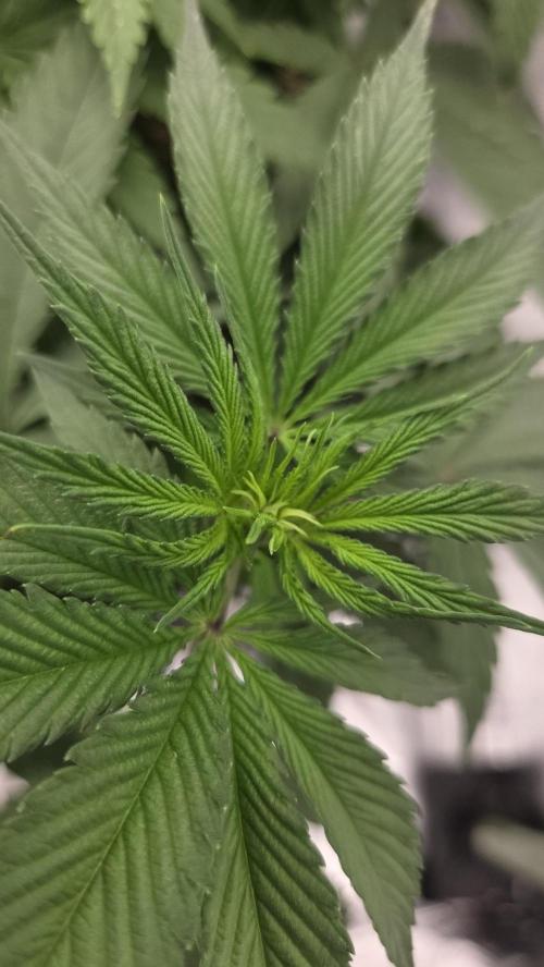 Kannabia Candy Cream Go Fast. Week 6 - Tag 46
Blütetag 10