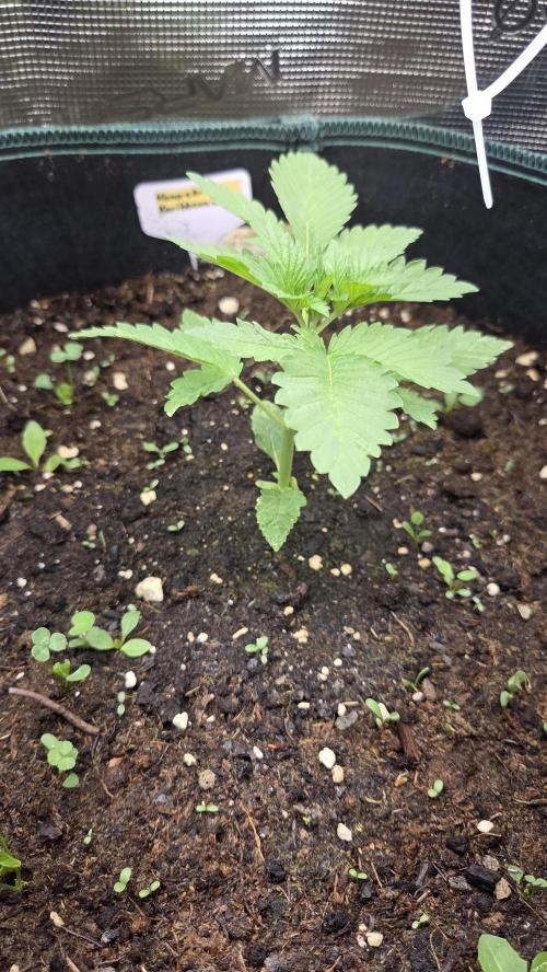Kannabias Karibbean Mango. Week 2 - Tag 20