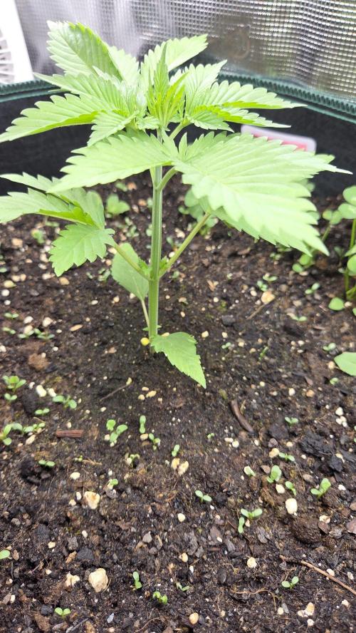 Kannabias Cherry Dream. Week 2 - Tag 20
