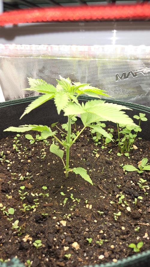 Kannabias Cherry Dream. Week 2 - Tag 21