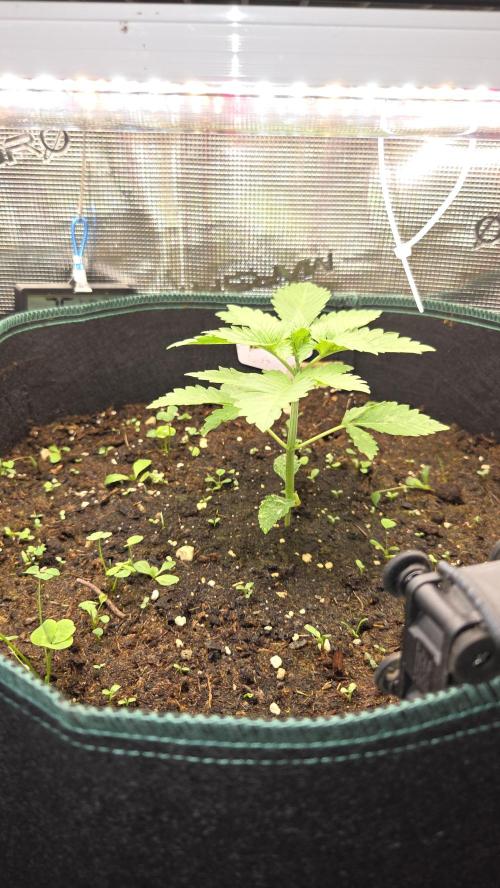 Kannabias Karibbean Mango. Week 2 - Tag 21