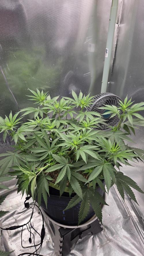 Kannabia Candy Cream Go Fast. Week 6 - Tag 47
Blütetag 11