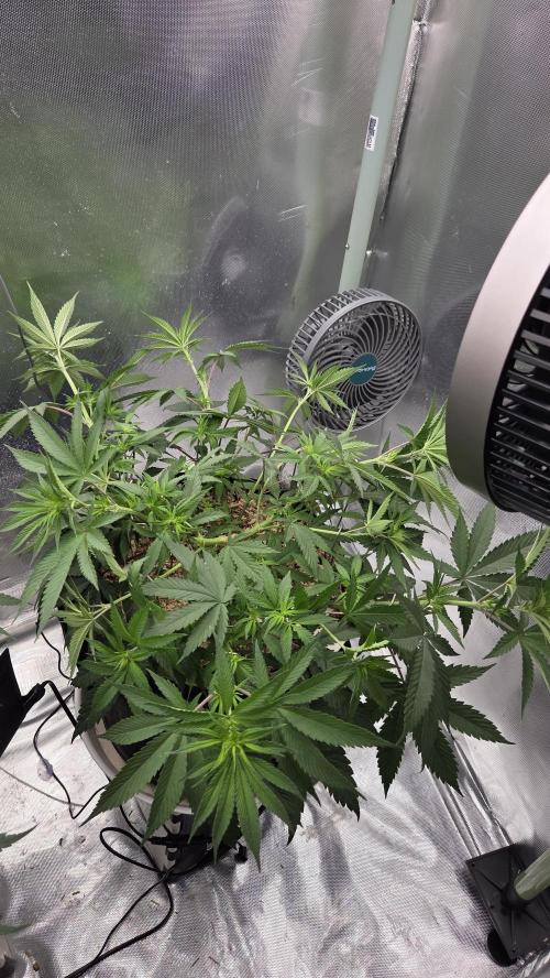 Kannabia Candy Cream Go Fast. Week 6 - Tag 47
Blütetag 11