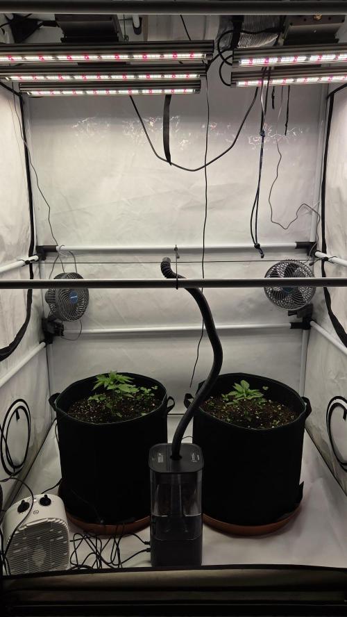 Kannabias Cherry Dream. Week 2 - Tag 21