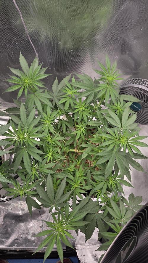 Kannabia Candy Cream Go Fast. Week 6 - Tag 48
Blütetag 12