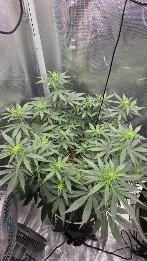 Kannabia Sunset Sherbet Go Fast. Week 8 - Tag 58
Blütetag 22