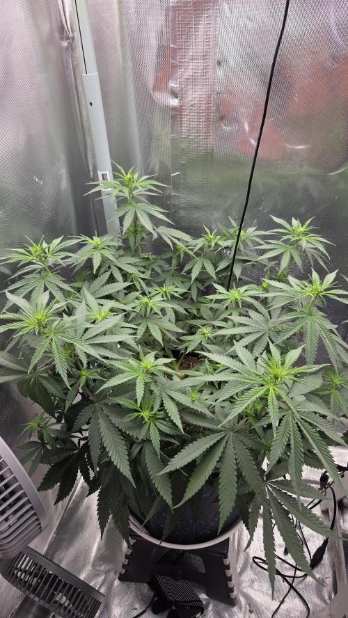 Kannabia Sunset Sherbet Go Fast. Week 8 - Tag 57
Blütetag 21