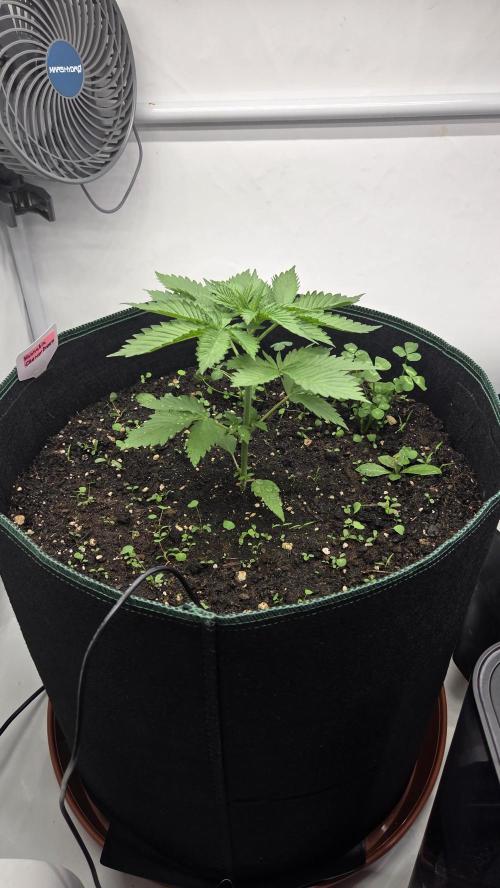 Kannabias Cherry Dream. Week 3 - Tag 22
