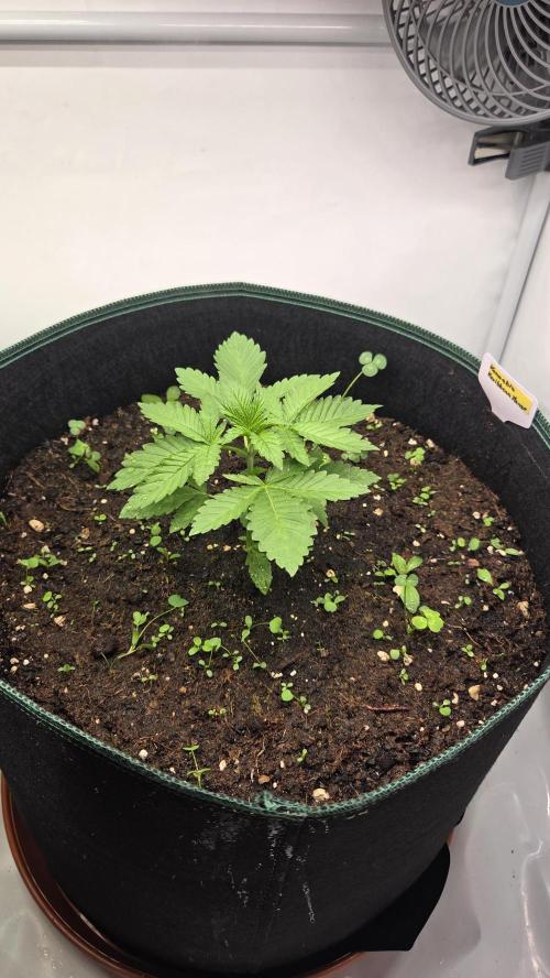 Kannabias Karibbean Mango. Week 3 - Tag 22