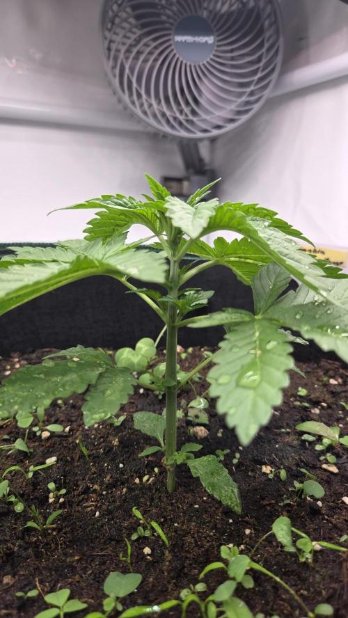 Kannabias Karibbean Mango. Week 3 - Tag 23