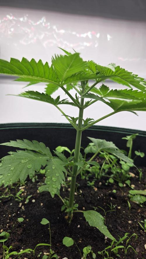Kannabias Cherry Dream. Week 3 - Tag 23
