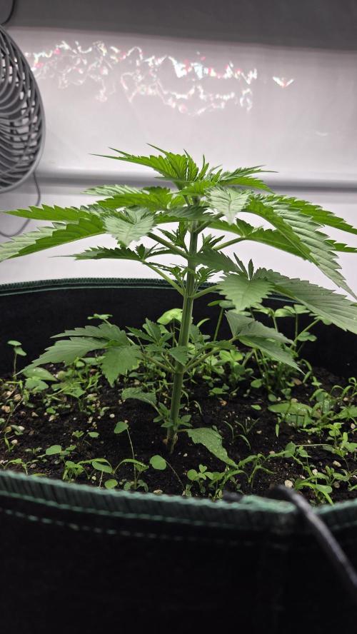 Kannabias Cherry Dream. Week 3 - Tag 24