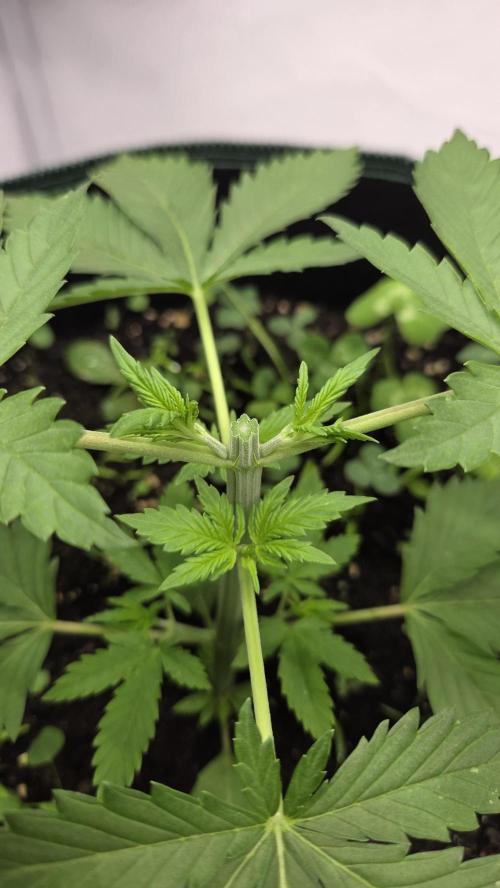 Kannabias Cherry Dream. Week 3 - Tag 24