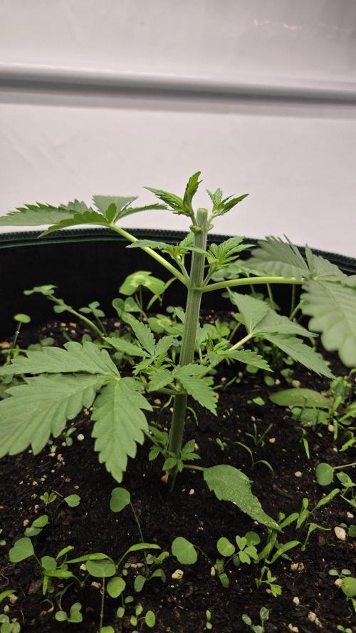 Kannabias Cherry Dream. Week 3 - Tag 24