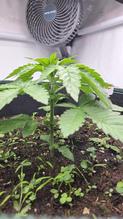 Kannabias Karibbean Mango. Week 3 - Tag 24