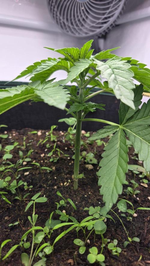 Kannabias Karibbean Mango. Week 3 - Tag 24