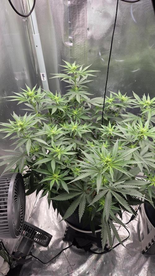 Kannabia Sunset Sherbet Go Fast. Week 8 - Tag 60 
Blütetag 24