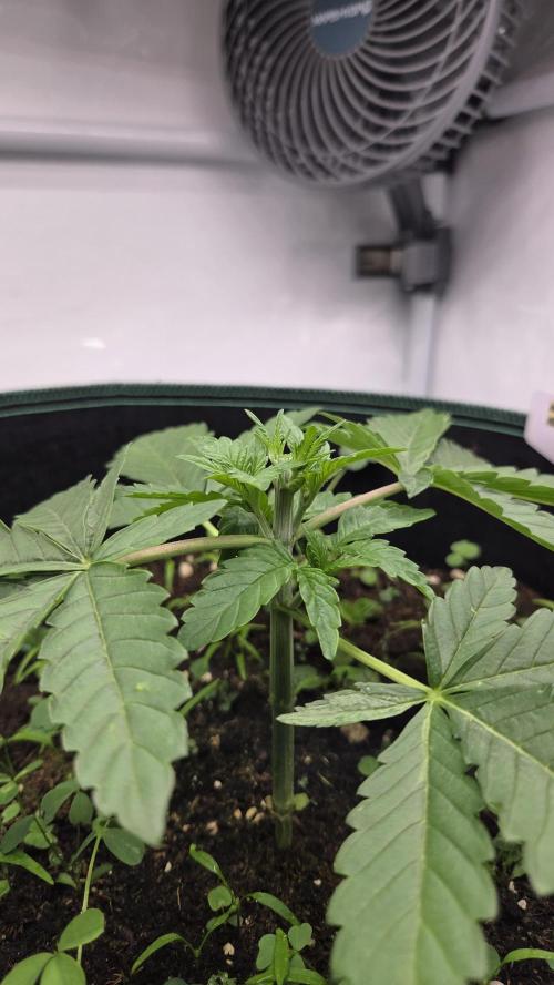 Kannabias Karibbean Mango. Week 3 - Tag 25