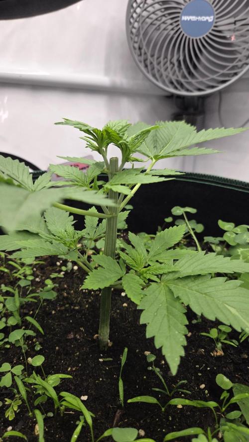 Kannabias Cherry Dream. Week 3 - Tag 25