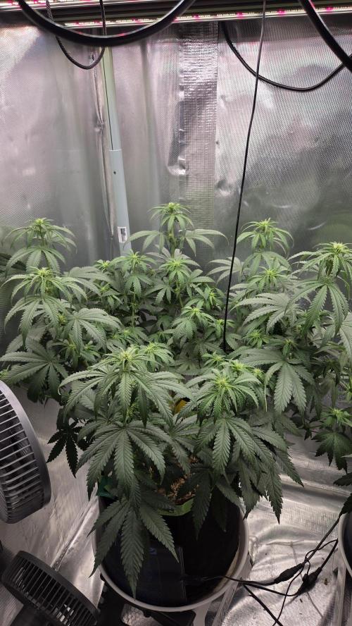 Kannabia Sunset Sherbet Go Fast. Week 8 - Tag 61
Blütetag 25