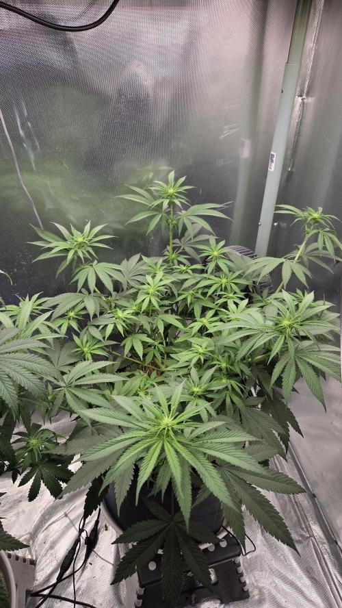 Kannabia Candy Cream Go Fast. Week 7 - Tag 51
Blütetag 15