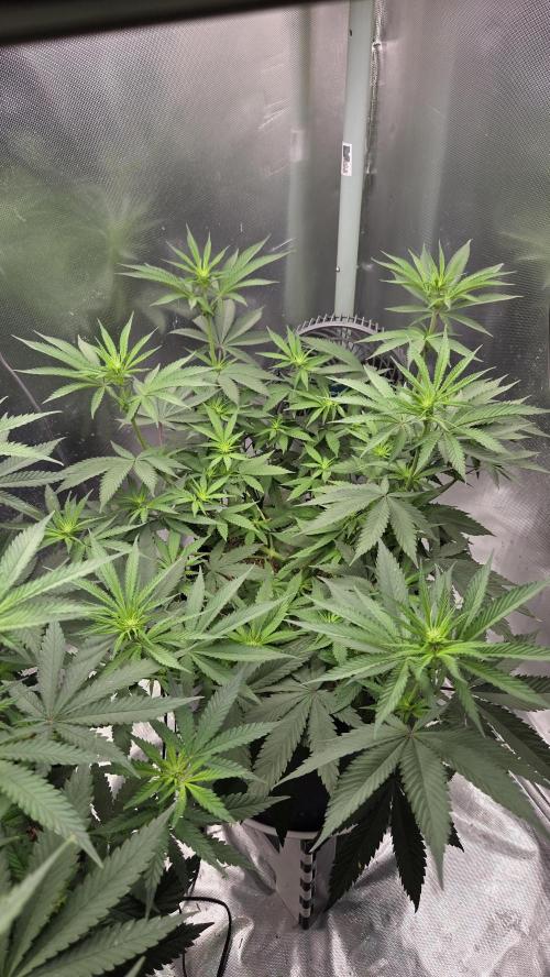 Kannabia Candy Cream Go Fast. Week 7 - Tag 50
Blütetag 14
