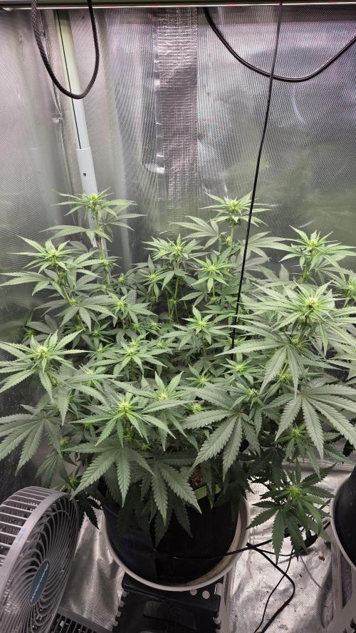 Kannabia Sunset Sherbet Go Fast. Week 8 - Tag 62
Blütetag 26
