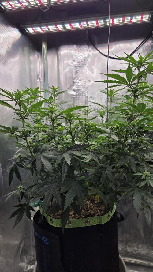 Kannabia Sunset Sherbet Go Fast. Week 8 - Tag 63
Blütetag 27