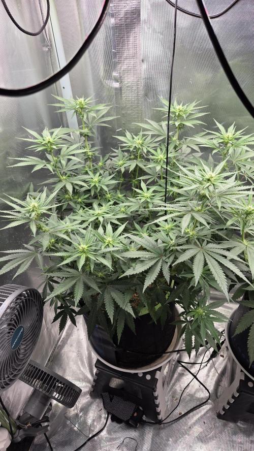 Kannabia Sunset Sherbet Go Fast. Week 8 - Tag 63
Blütetag 27