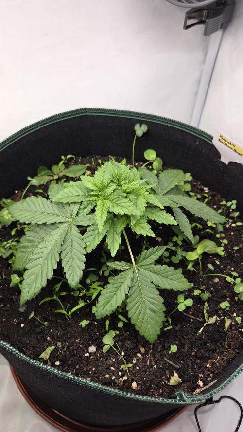 Kannabias Karibbean Mango. Week 3 - Tag 27