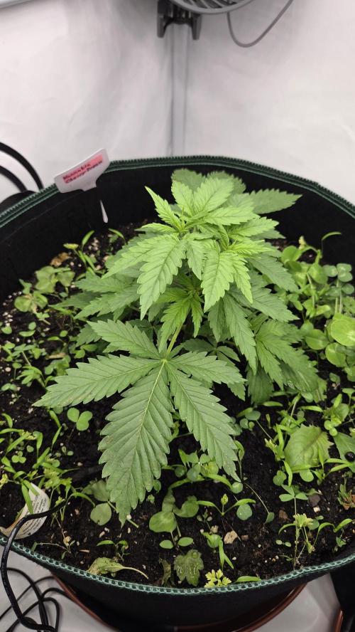 Kannabias Cherry Dream. Week 3 - Tag 27
