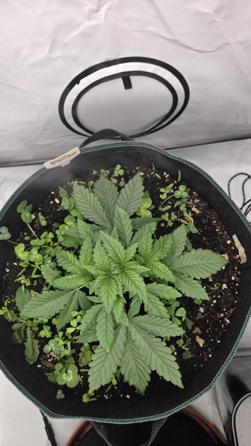 Kannabias Karibbean Mango. Week 3 - Tag 28