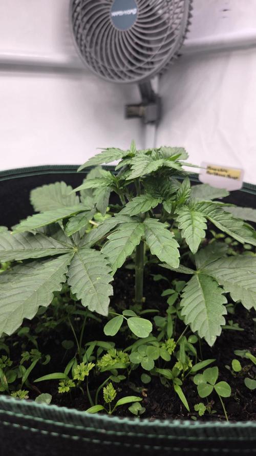 Kannabias Karibbean Mango. Week 3 - Tag 28