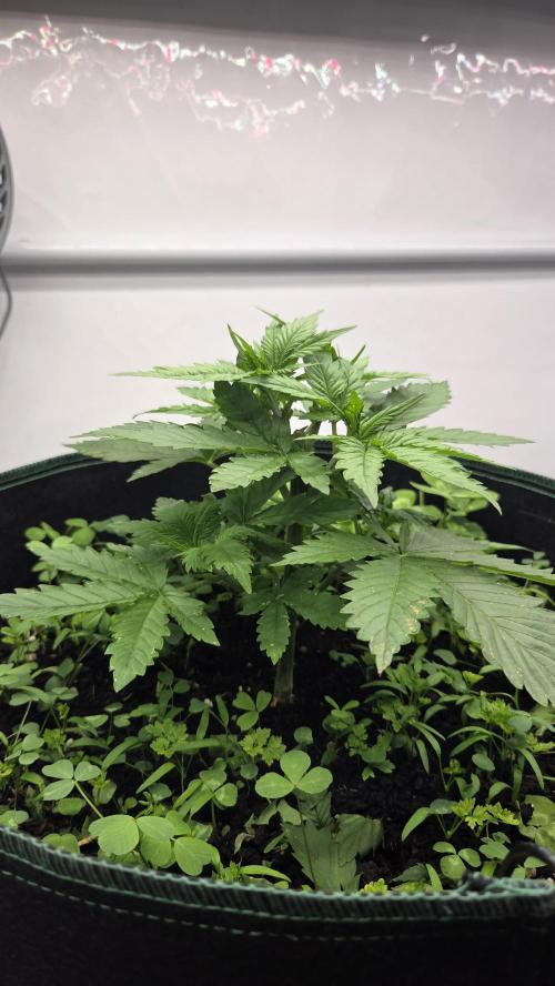 Kannabias Cherry Dream. Week 3 - Tag 28