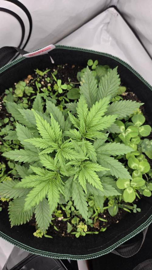 Kannabias Cherry Dream. Week 3 - Tag 28