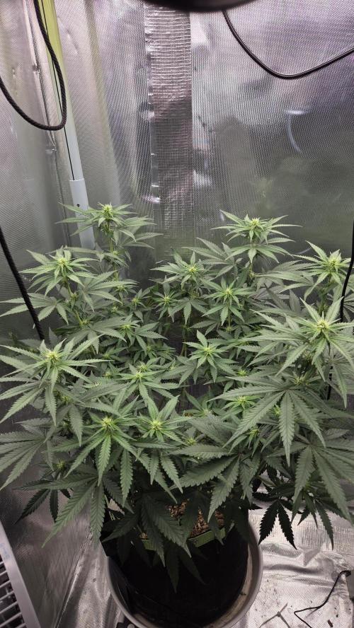 Kannabia Sunset Sherbet Go Fast. Week 9 - Tag 64
Blütetag 28