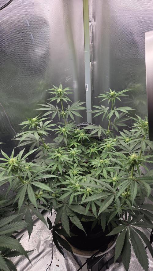Kannabia Candy Cream Go Fast. Week 7 - Tag 54
Blütetag 18