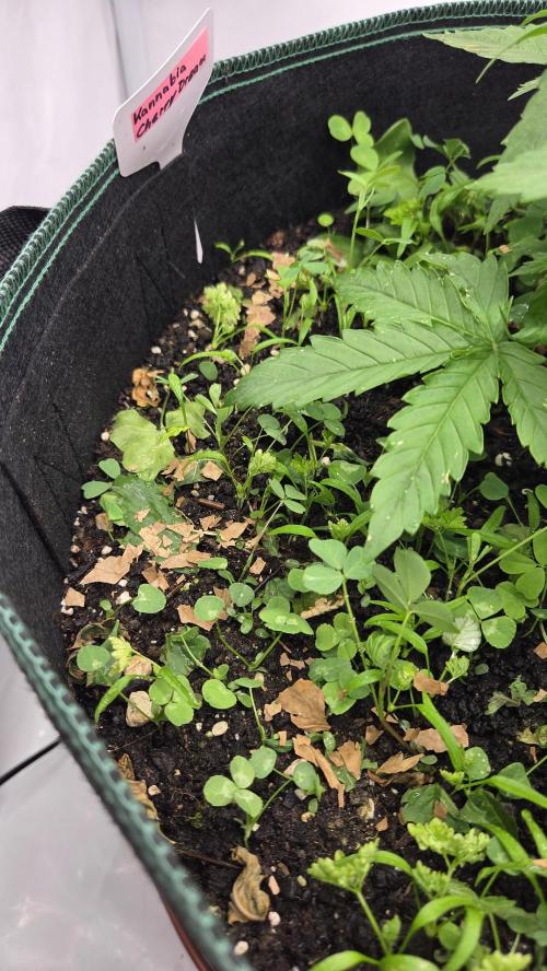 Kannabias Cherry Dream. Week 3 - Tag 28
Laub für die Würmer