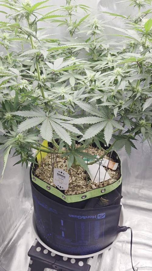 Kannabia Sunset Sherbet Go Fast