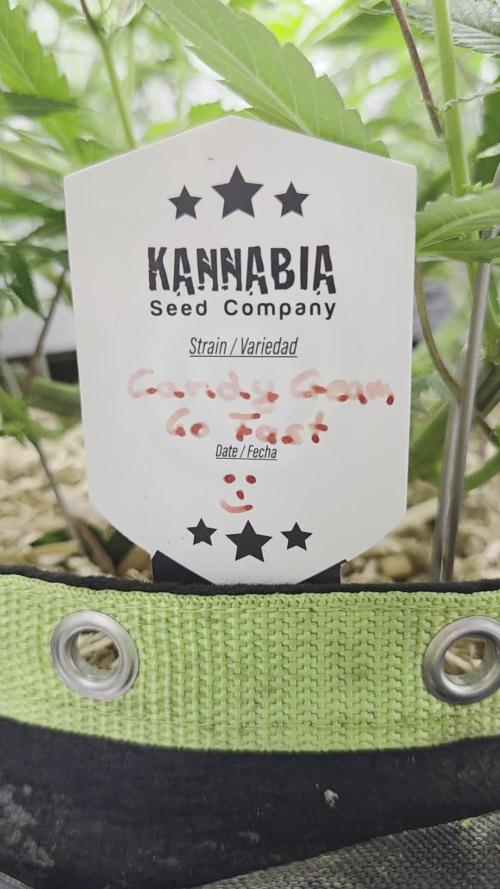 Kannabia Candy Cream Go Fast