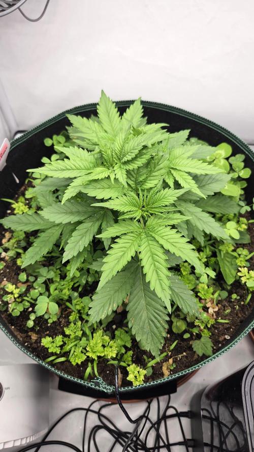 Kannabias Cherry Dream. Week 4 - Tag 29