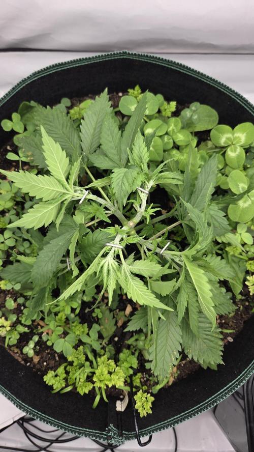 Kannabias Cherry Dream. Week 4 - Tag 29